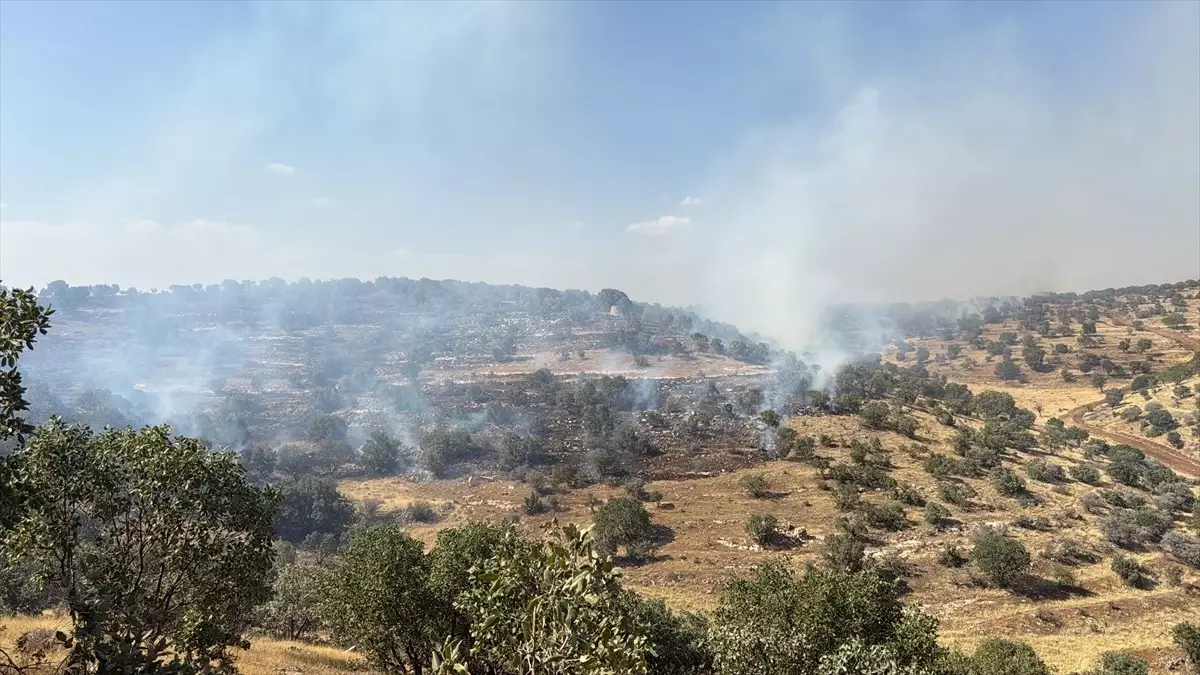 Nusaybin'de Orman Yangını Kontrol Altında