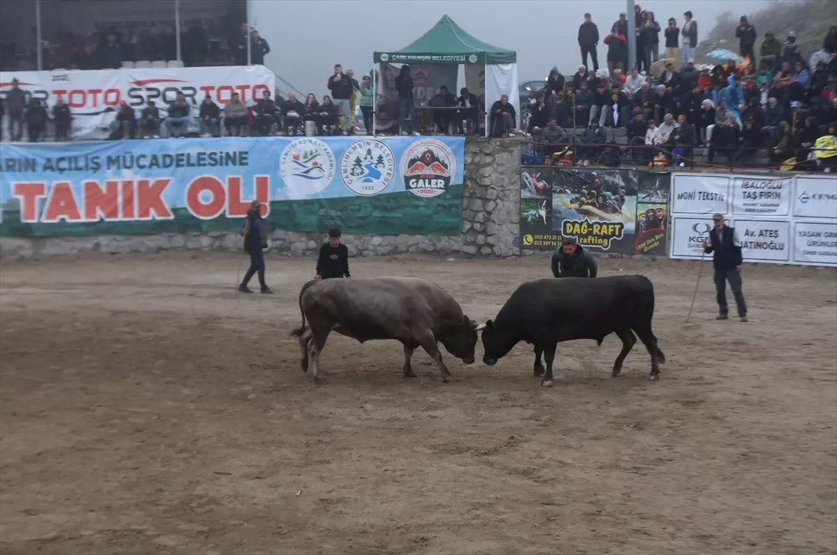 Ayder Festivali Boğa Güreşleriyle Sona Erdi