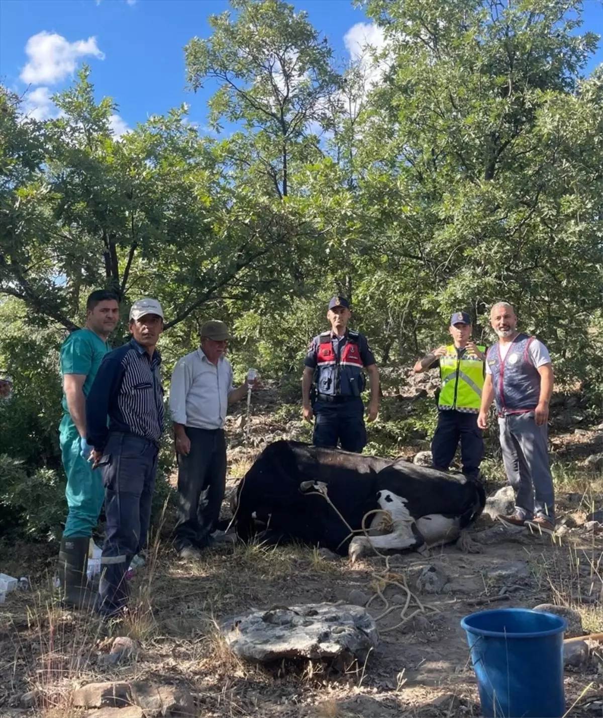Kaybolan İnek Dronla Bulundu