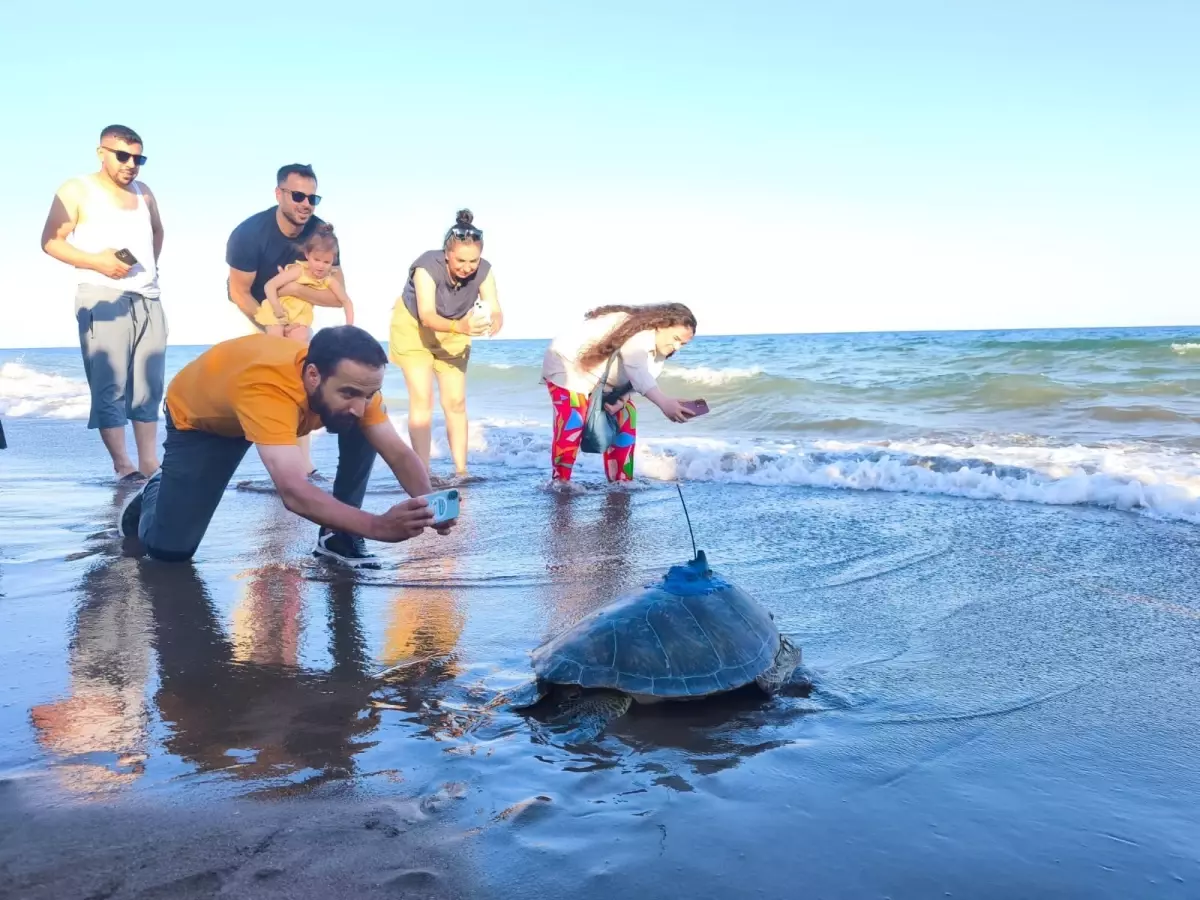 Mersin'de 'Soli' adlı deniz kaplumbağası uydu ile izlenmek üzere denize bırakıldı