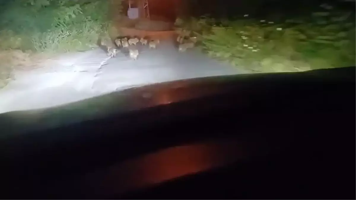 Ereğli'de Yavru Domuzlar Sokakta Görüntülendi