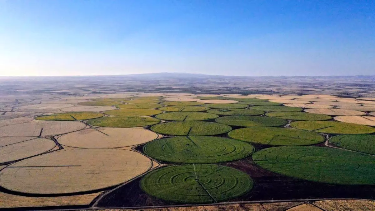 Şanlıurfa'da Ayçiçeği Tarlaları Düğün Fotoğrafçılarının Gözdesi