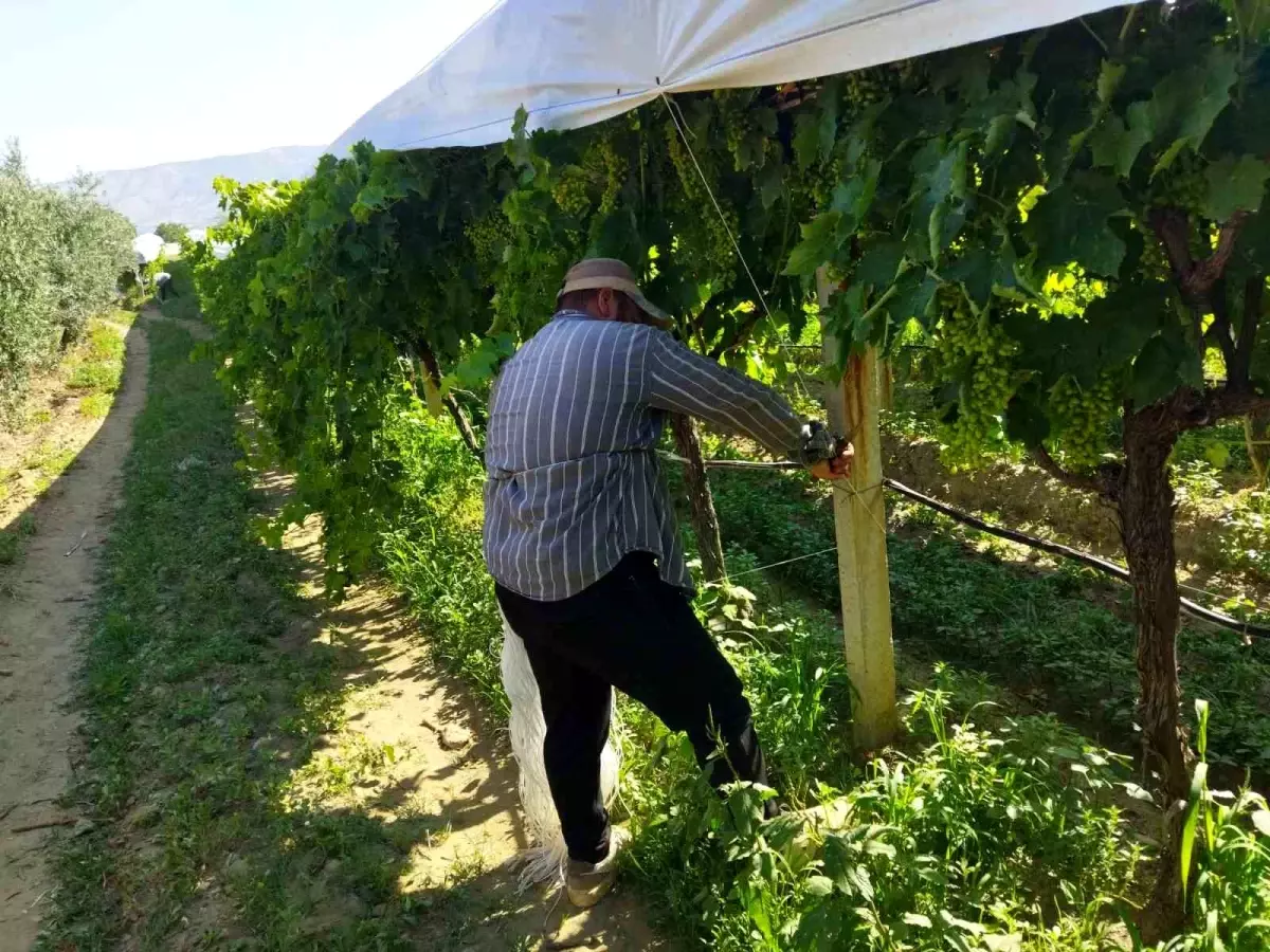 Sarıgöl'de Üzüm Bağlarına Komut Sistemiyle Örtü