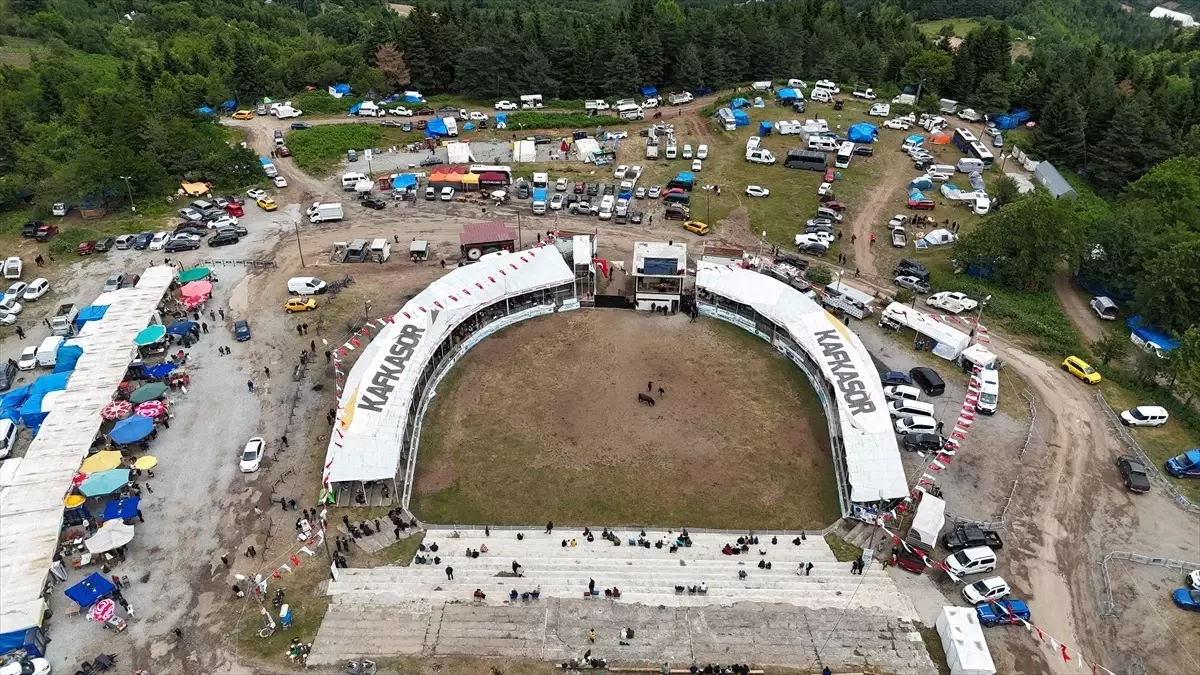 Kafkasör Festivali'nde Boğa Güreşleri Coşkusu