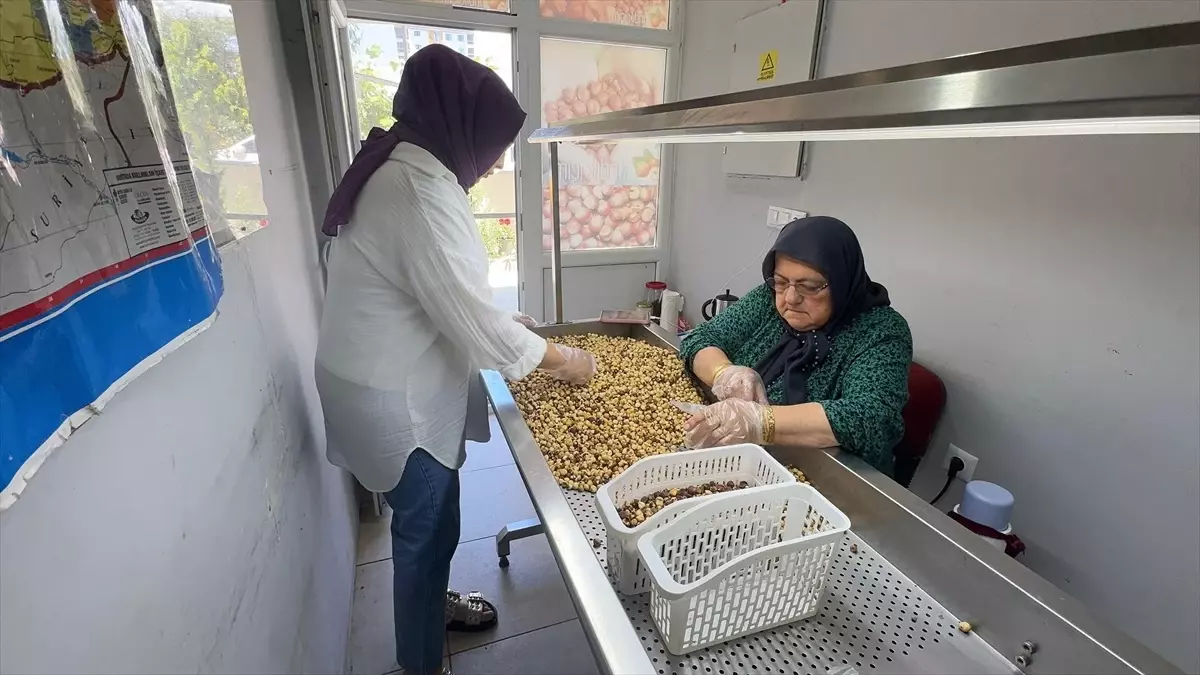 Aysun Gündoğdu Fındık Üretimini Geliştiriyor