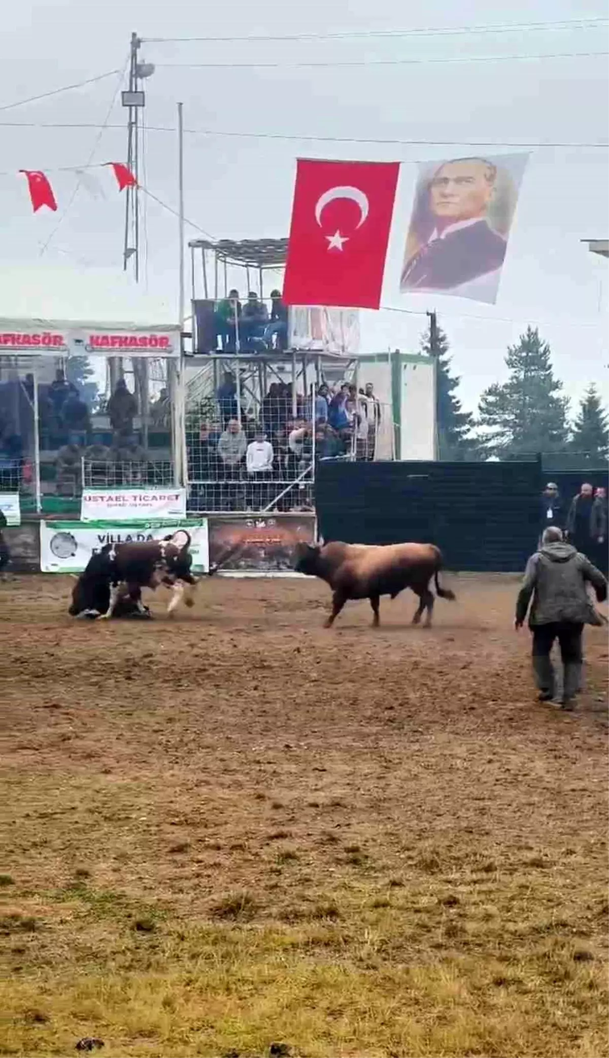 Boğa Arenada Bakıcısını Yere Serdi