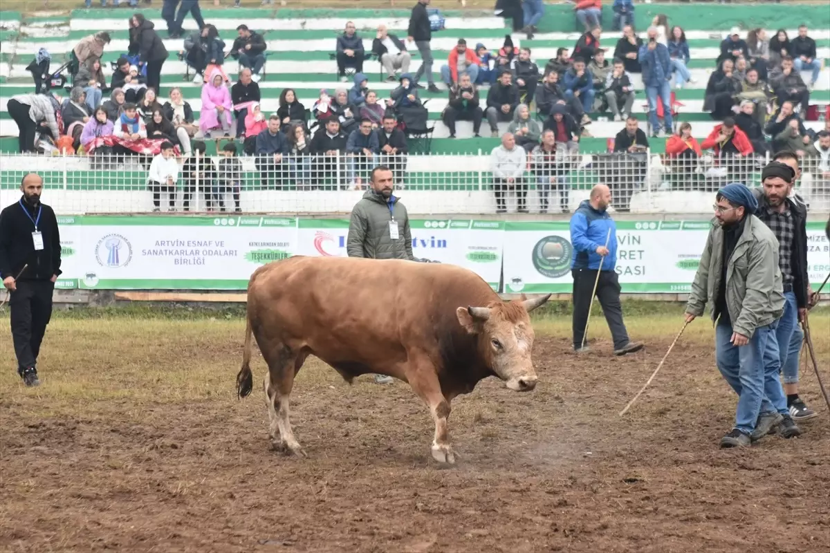 Kafkasör Festivali'nde Boğa Güreşleri Heyecanı