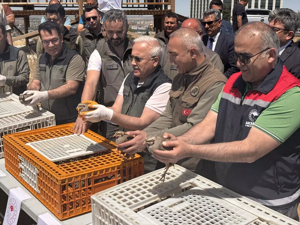 Kınalı Keklikler Doğaya Salındı