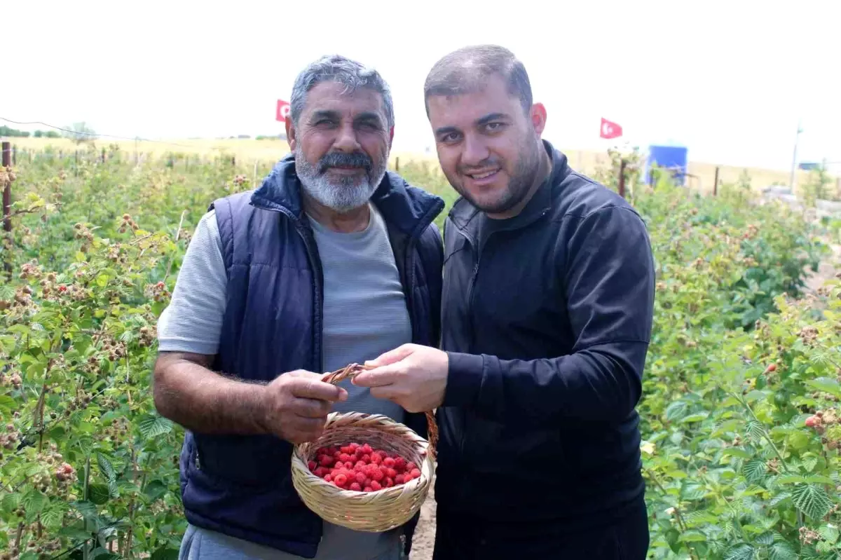 Kayseri'de Organik Ahududu Dönemi