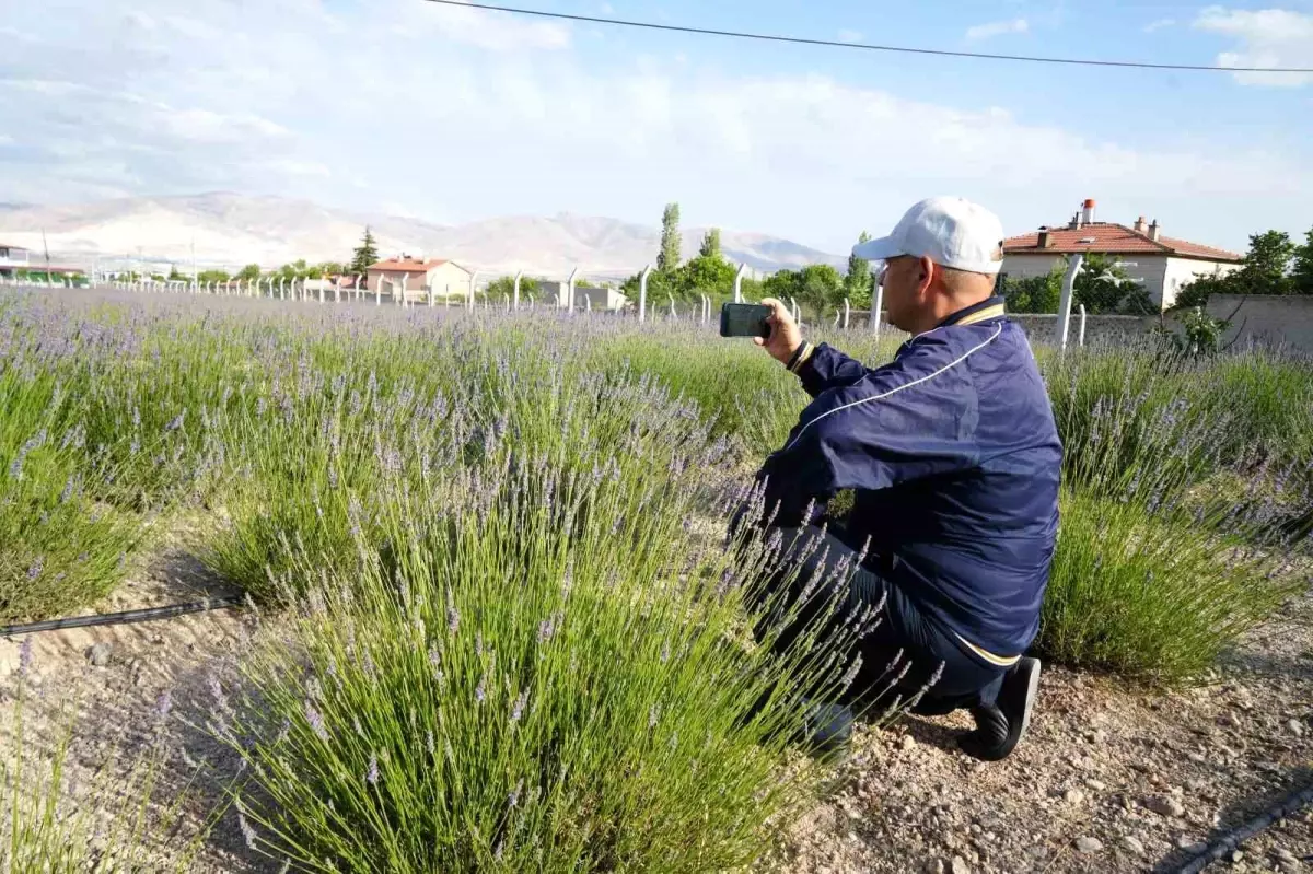 Yeşilburç'ta Lavanta Bahçesiyle Ekonomi ve Turizm Canlanıyor