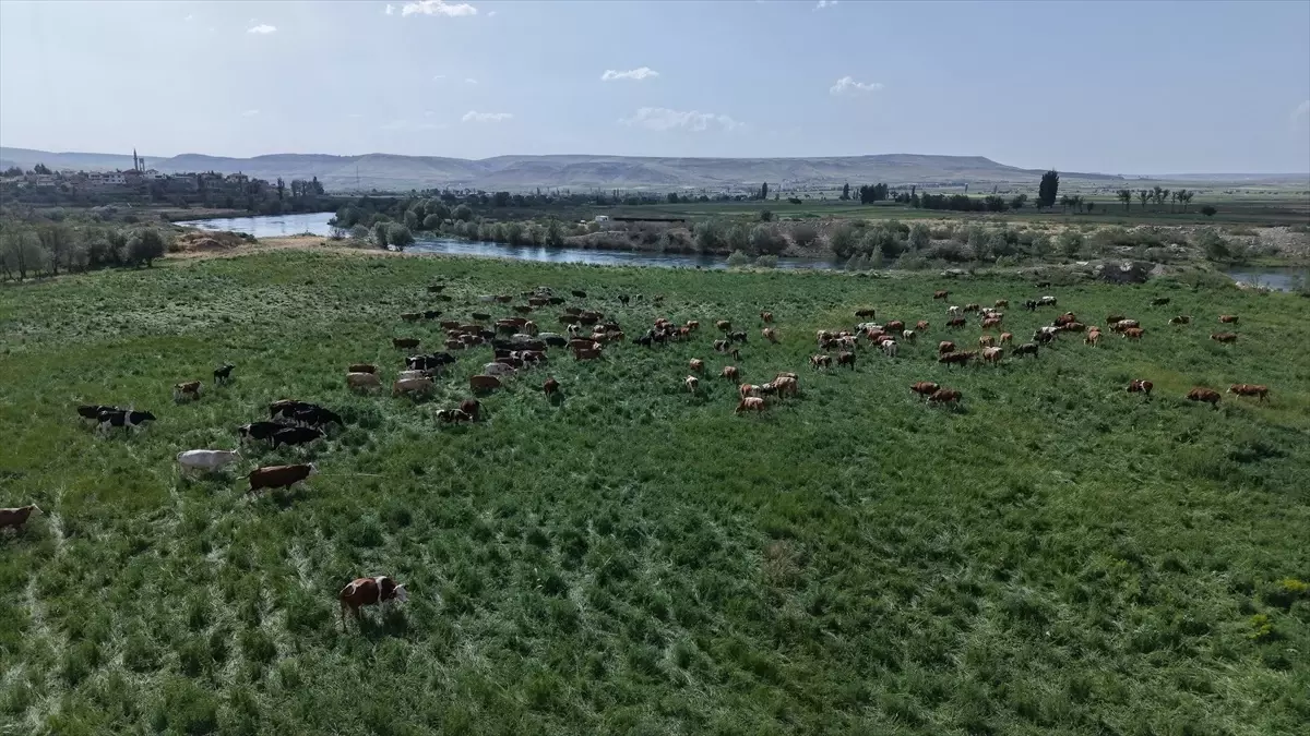 Kayseri'de 400 Dekar Mera Islah Projesi