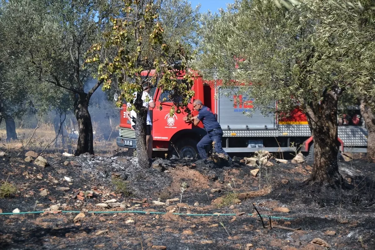 Ayvalık'ta Zeytinlik Yangını Söndürüldü