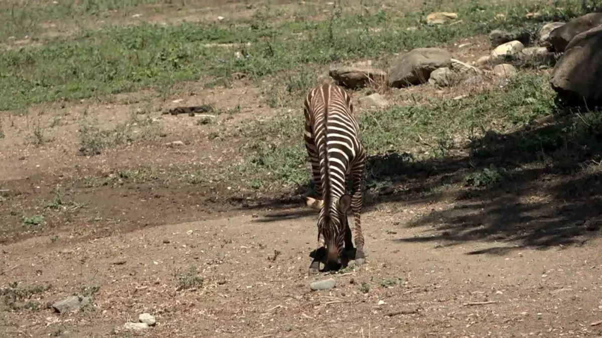 Bursa Hayvanat Bahçesi'nde 3 Zebra Yavrusu Dünyaya Geldi
