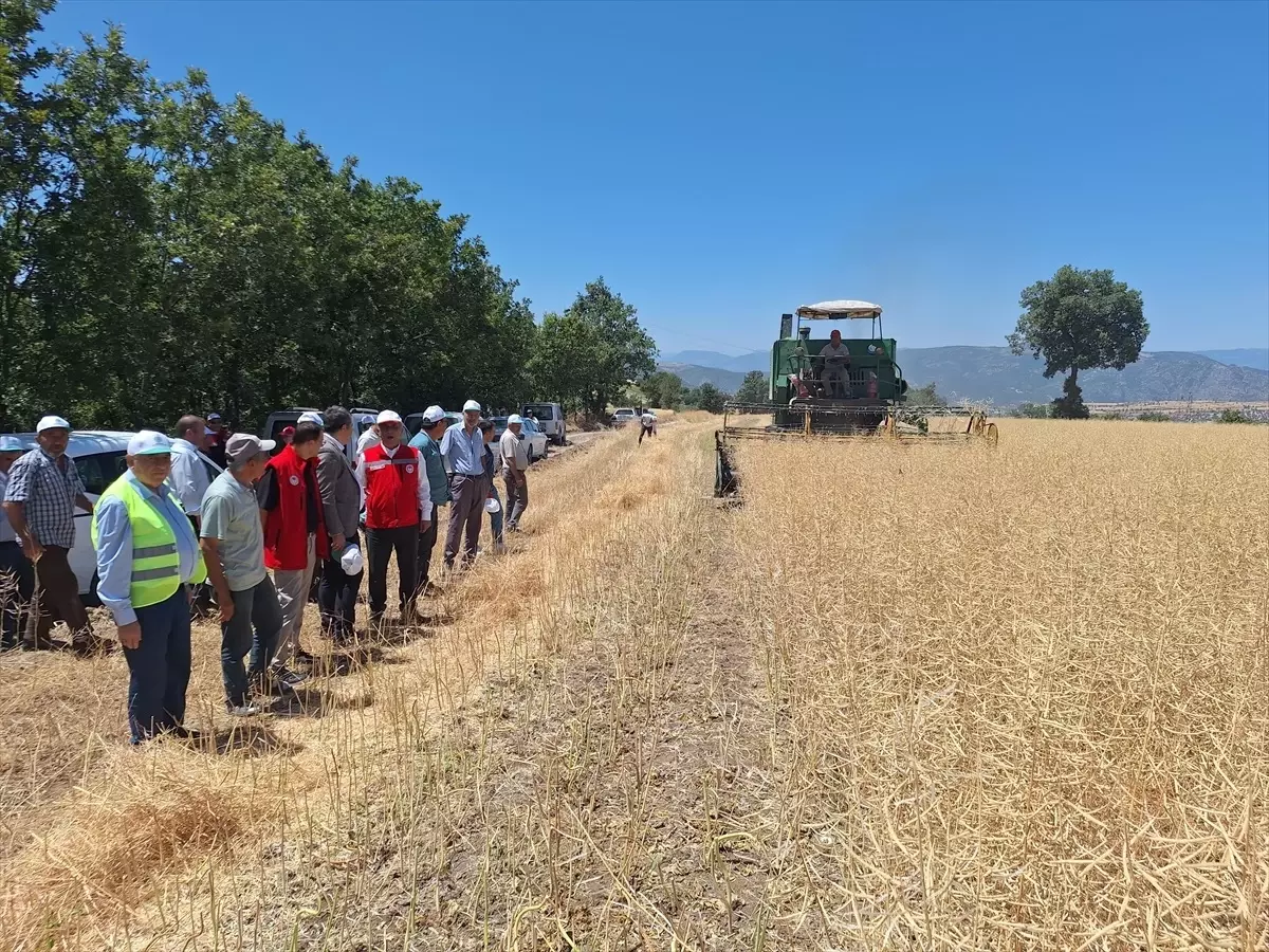 Samsun'da Kanola Hasadı Başladı