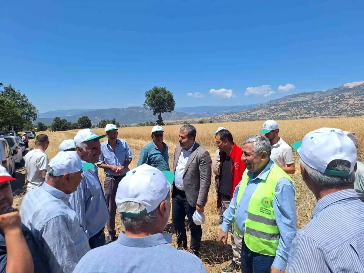 Vezirköprü'de Kanola Hasadı Başladı