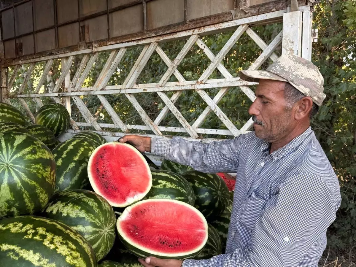 Suruç'ta Karpuz Fiyatları Çiftçiyi Zorluyor