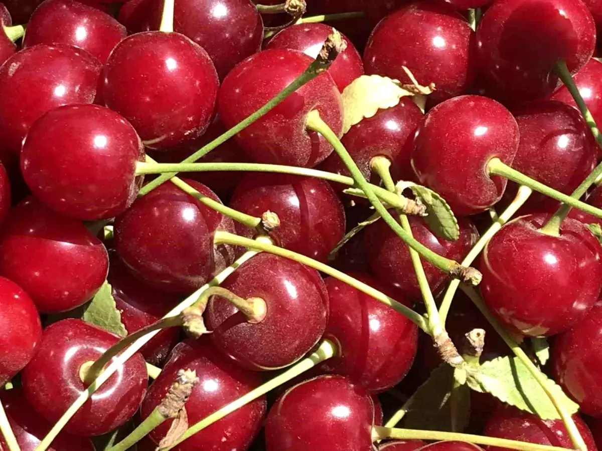 Vişne Sezonu Başlamadan Bitti