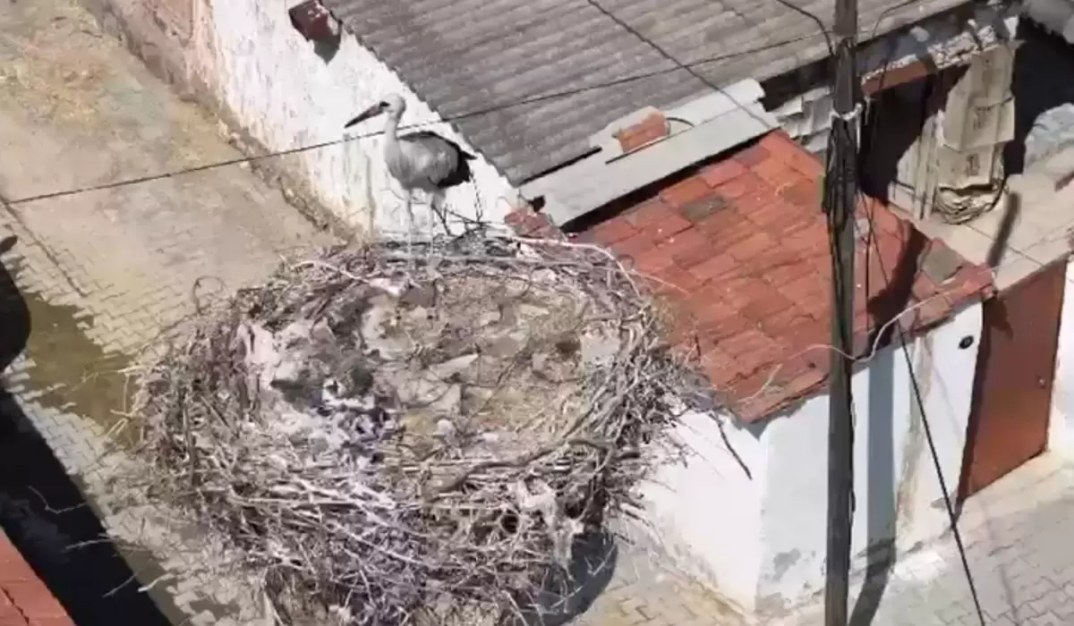 Yavru Leylek Kurtarıldı