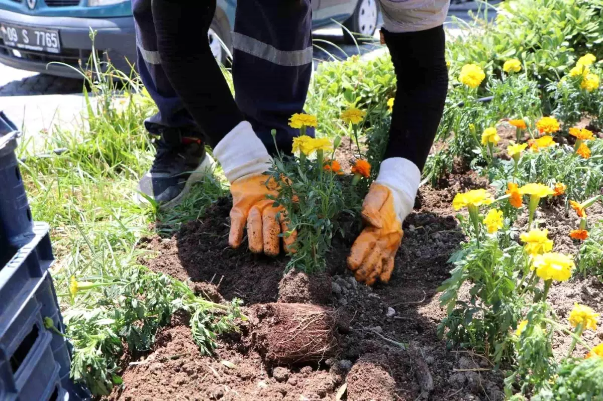 Söke Parkları Yazlık Çiçeklerle Canlanıyor