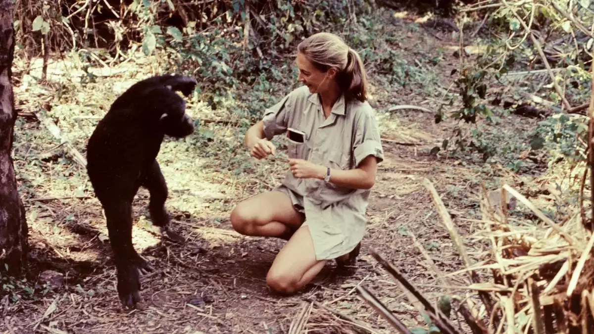 Jane Goodall'ın Vahşi Şempanzelerle İlk Buluşması