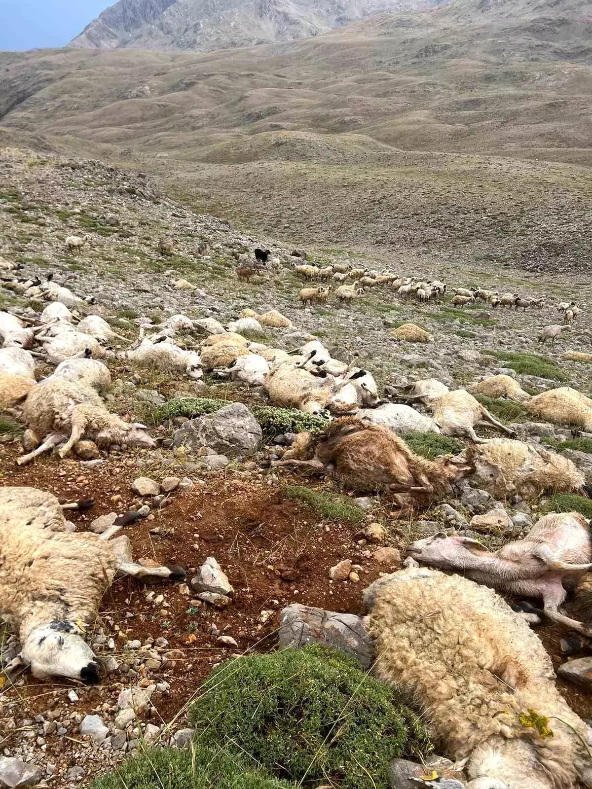 Yaylaya düşen yıldırım, 200 koyunu telef etti