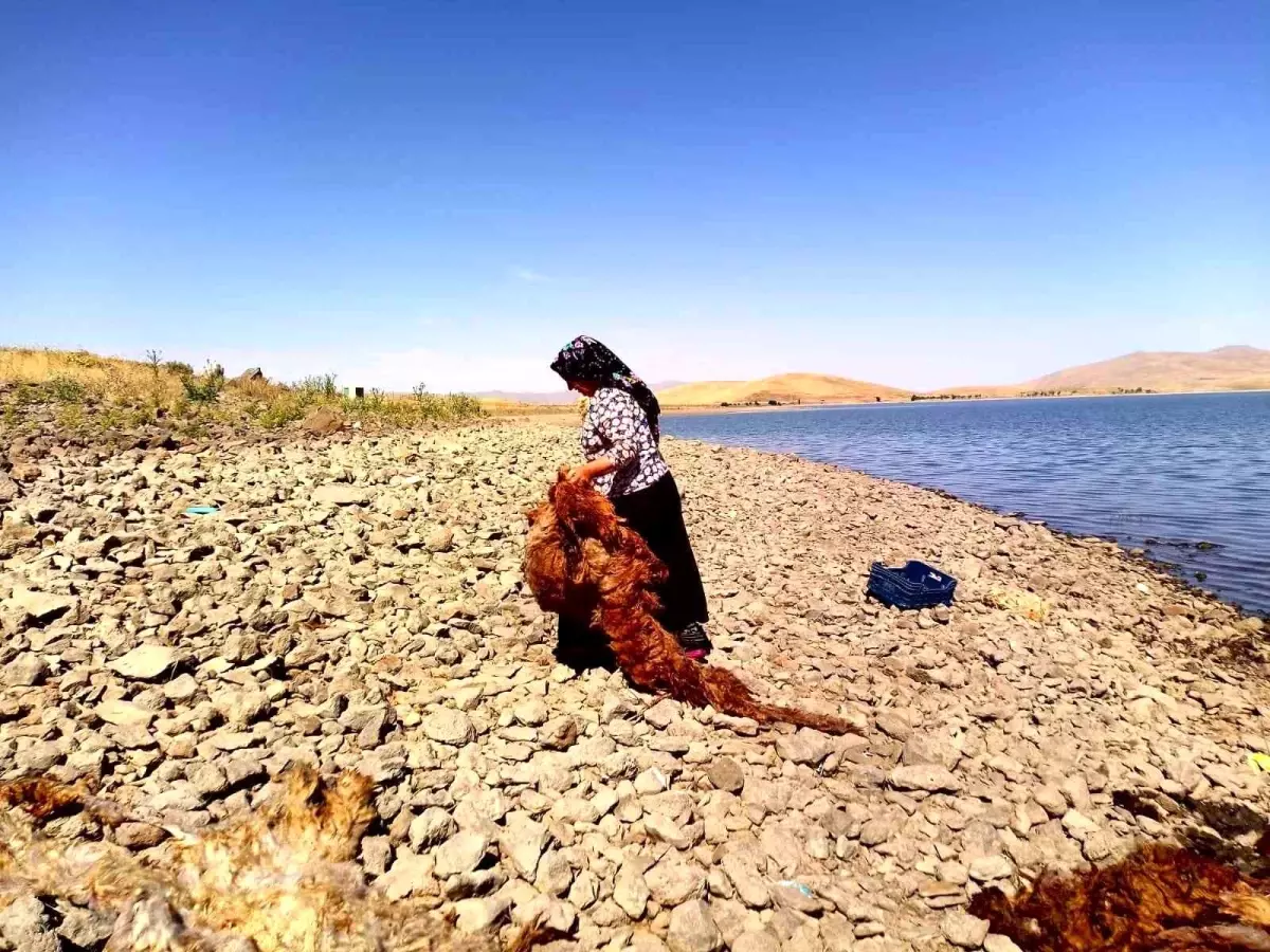 Patnos'da Yün Yıkama Geleneği Devam Ediyor