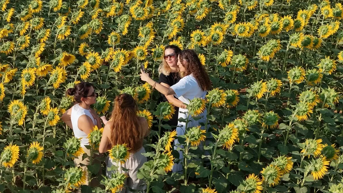Karaman'da Ayçiçeği Tarlaları Görsel Şölen Sunuyor