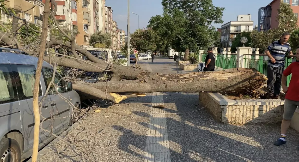 Aydın'da Süs Ağacı Araçların Üzerine Devrildi