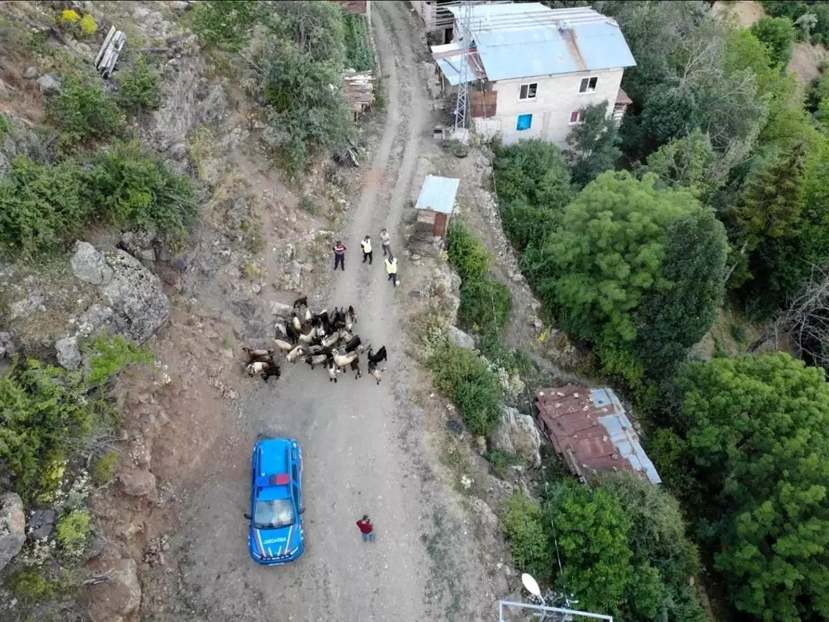 Yusufeli'nde Kaybolan 30 Hayvan Bulundu