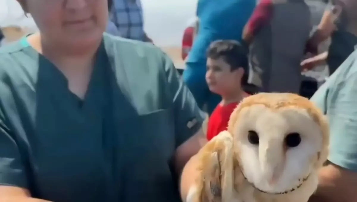 Hatay'da Yaralı 11 Yabani Kuş Doğaya Salındı