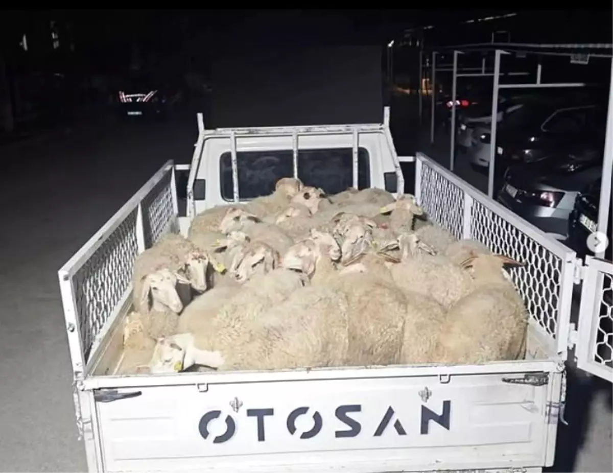 Isparta'da Hayvan Hırsızları Yakalandı