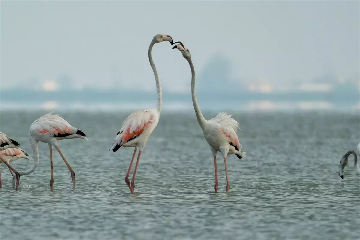 Akyatan Lagünü'nde Flamingo Şöleni