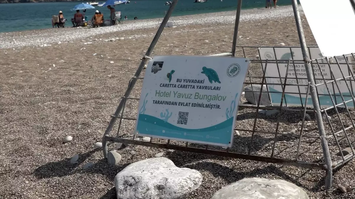 Caretta Carettalar Çıralı'da Koruma Altında