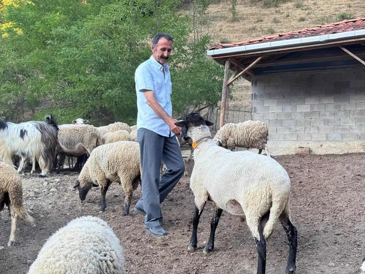 Dron Koyunları Kurtlardan Kurtardı