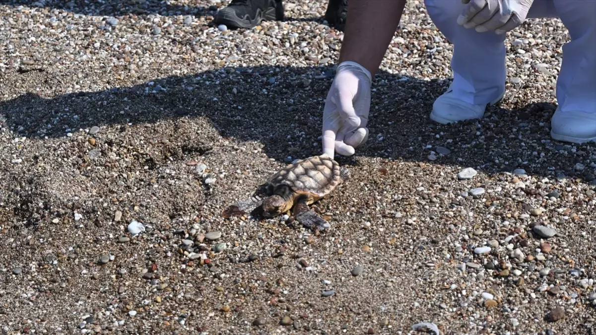Yaralı Caretta Caretta Yeniden Denizde