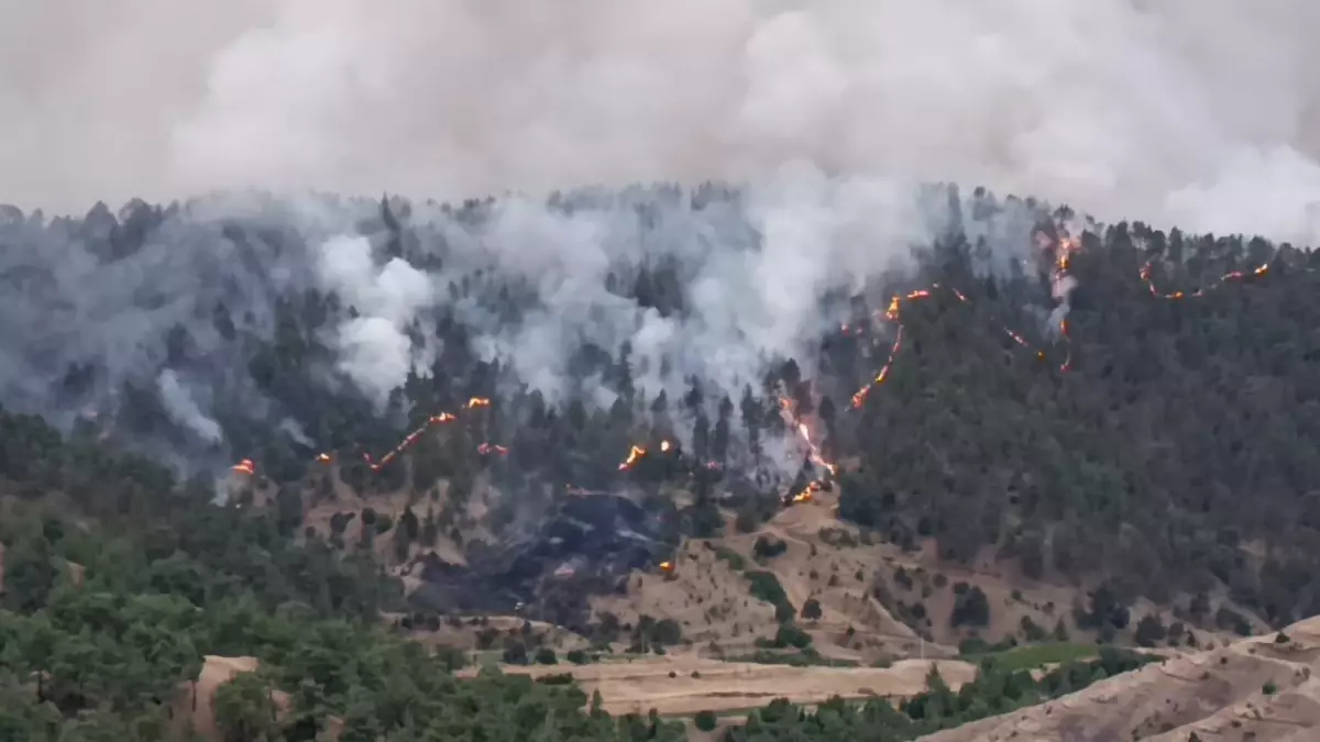 Kahramanmaraş'ta Orman Yangını