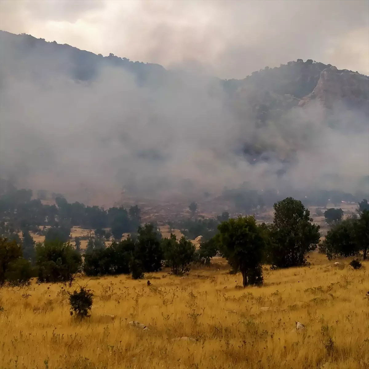 Lice'de Orman Yangınına Müdahale