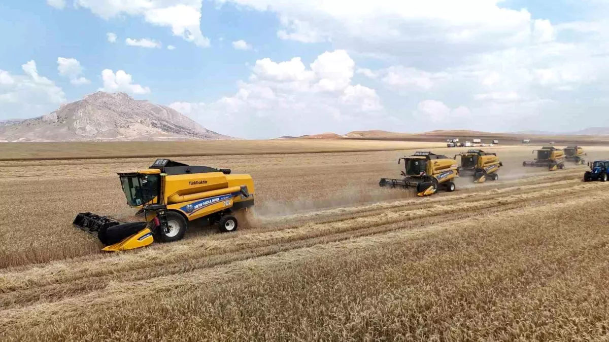 Ulaş'ta Tritikale Hasadı Başladı