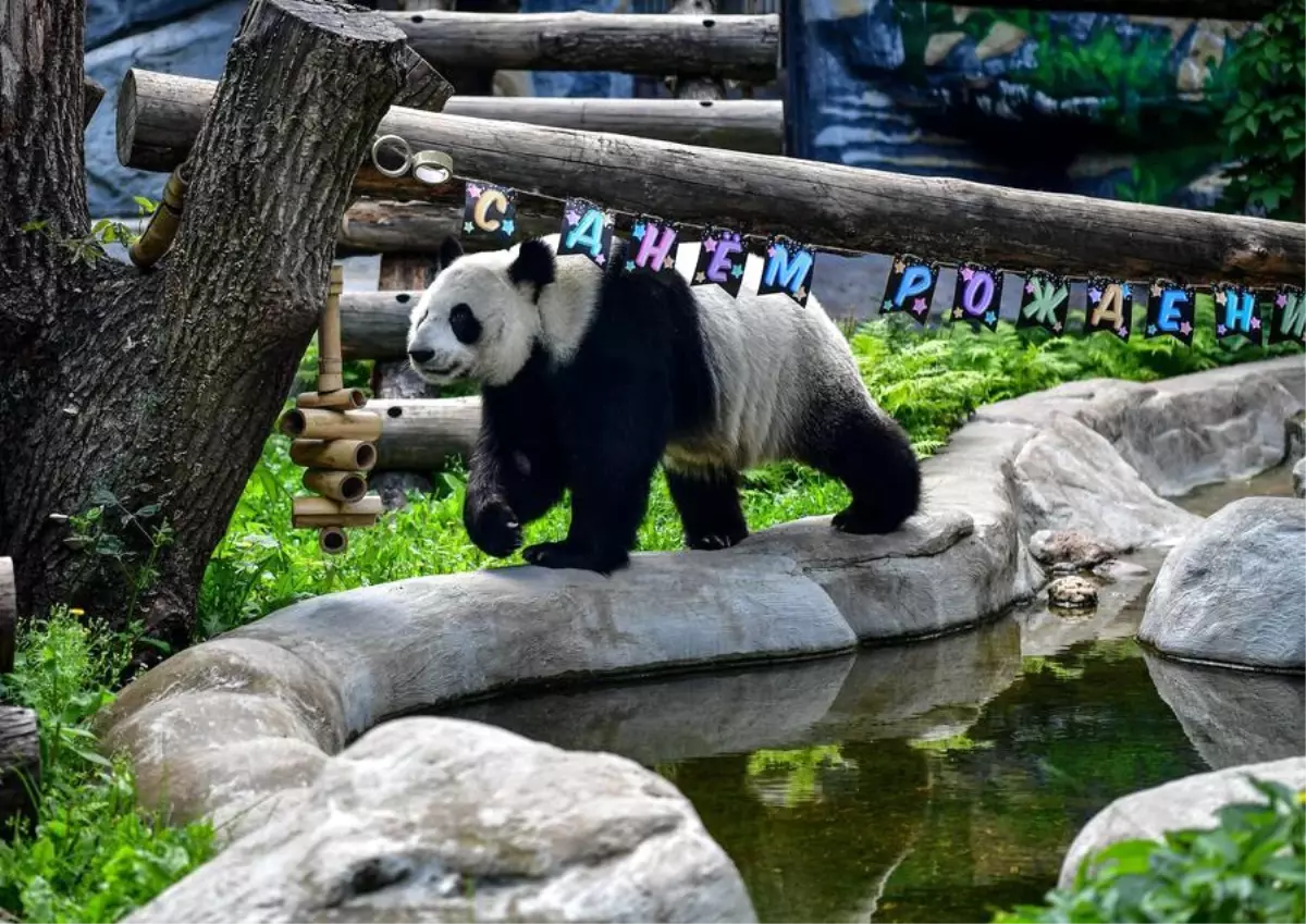 Moskova'da Dev Panda İkincinçinin Doğum Günü Kutlandı