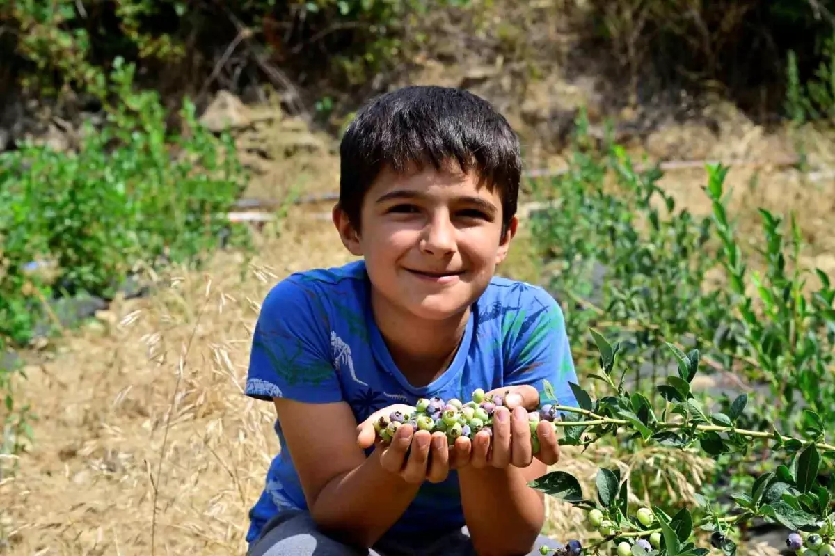 Ödemiş'te Blueberry Hasadı Başladı