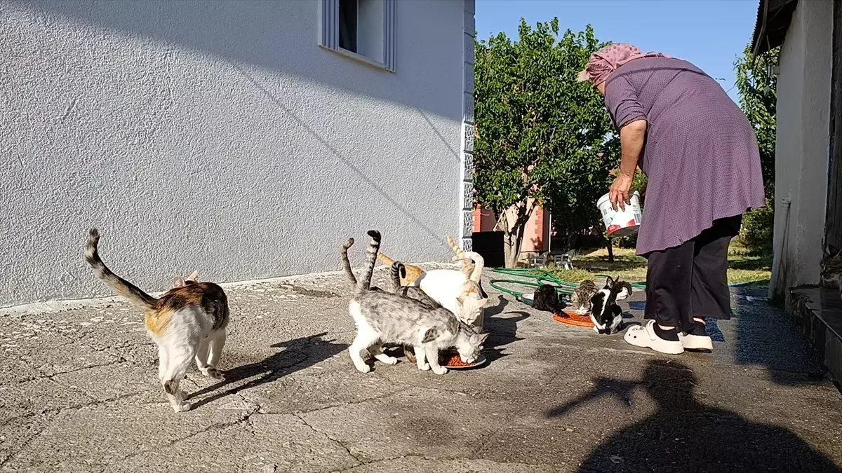 Kedi Sever Kadın, 35 Kediye Yuva Oluyor
