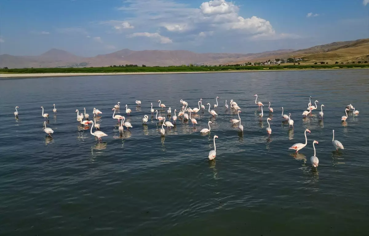 Van Gölü'nde Flamingo Ziyareti
