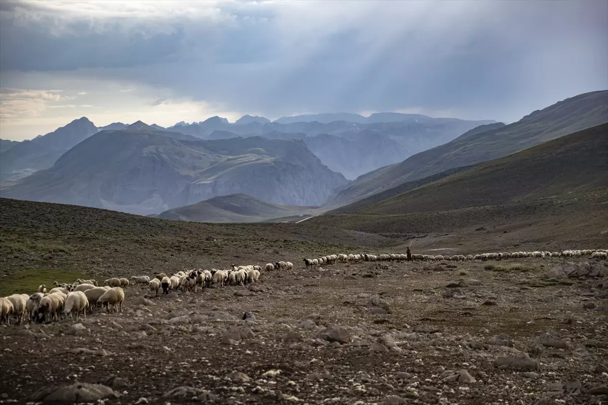 Tunceli'de Göçerlerin Peynir Üretimi