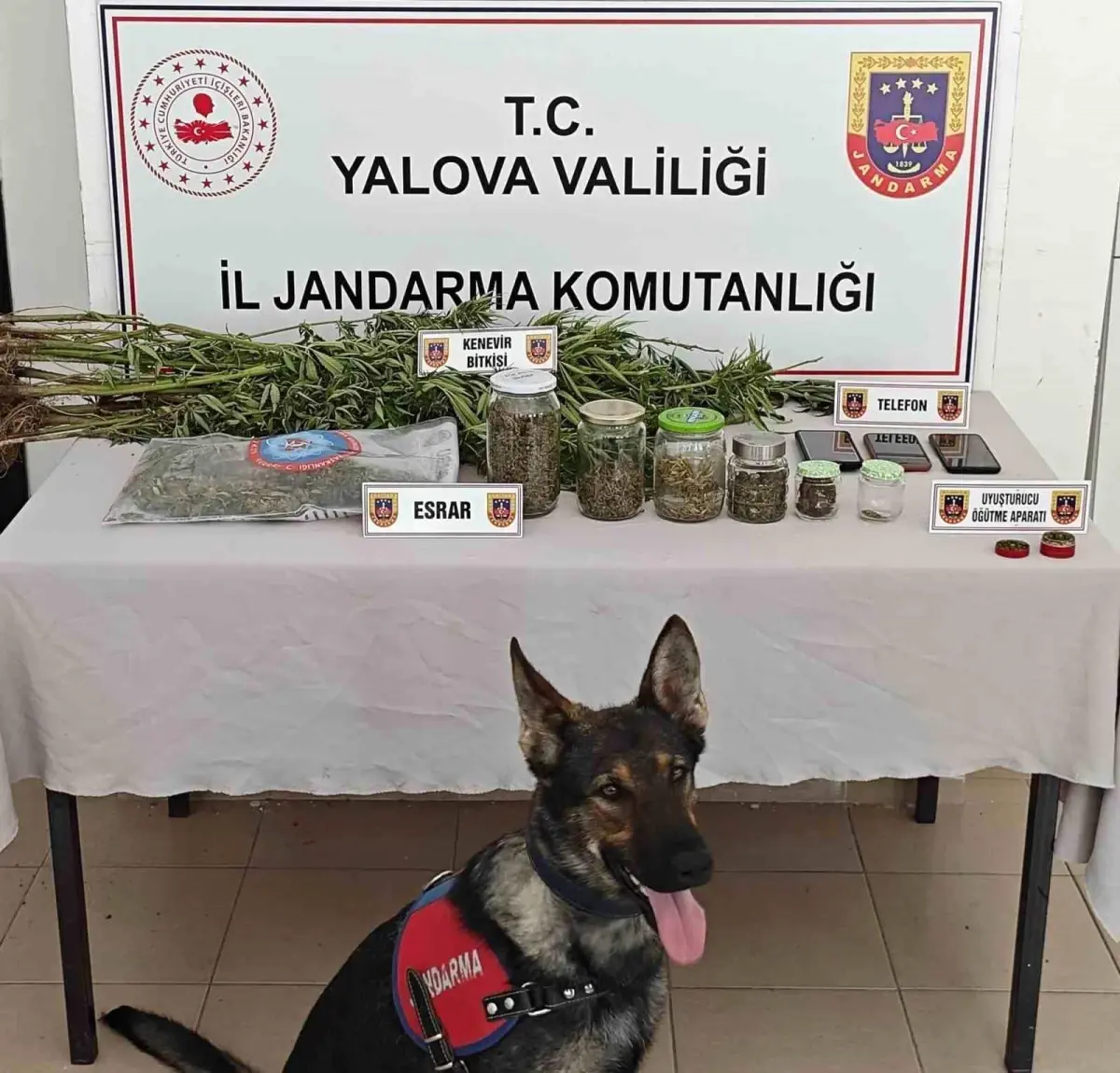 Yalova'da Yasa Dışı Kenevir Ekimi Operasyonu