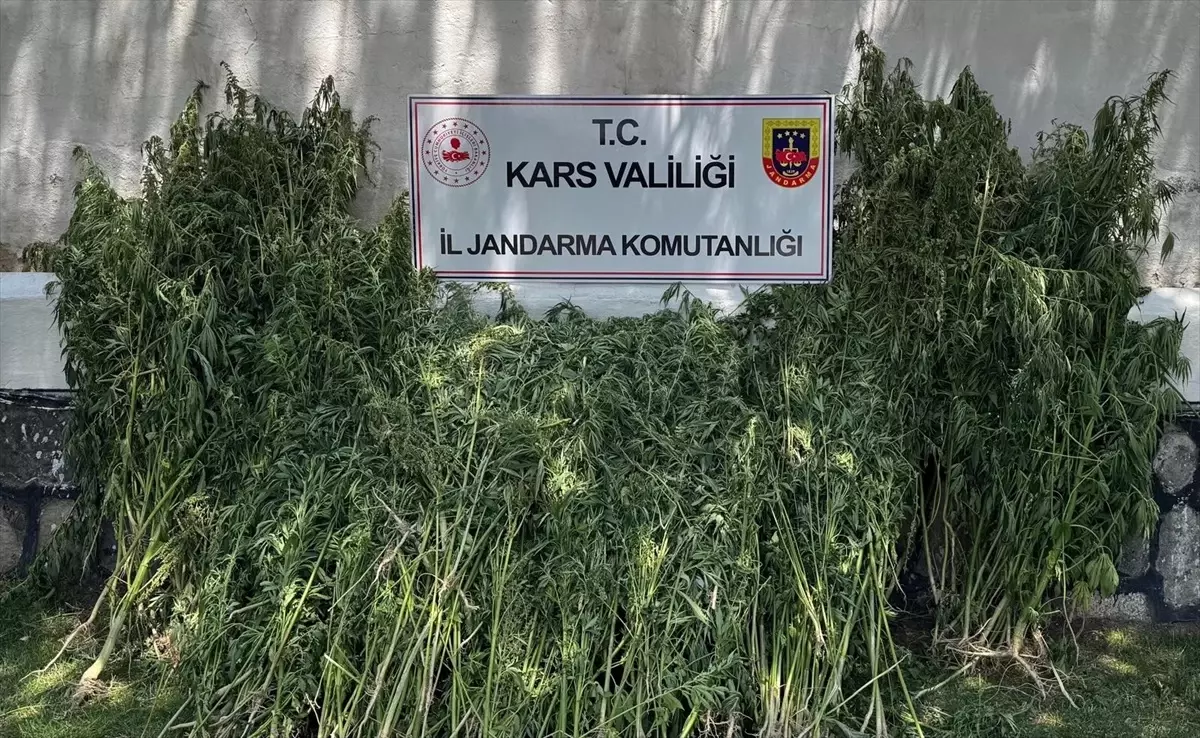 Kars'ta 42 Bin Kök Hint Keneviri Ele Geçirildi