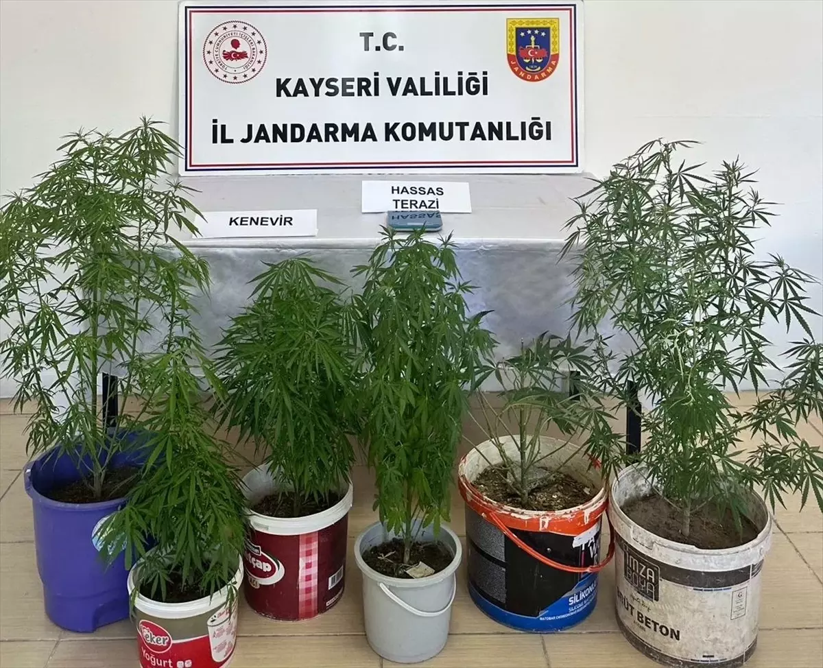 Kayseri'de Kenevir Yetiştiren Zanlı Gözaltına Alındı