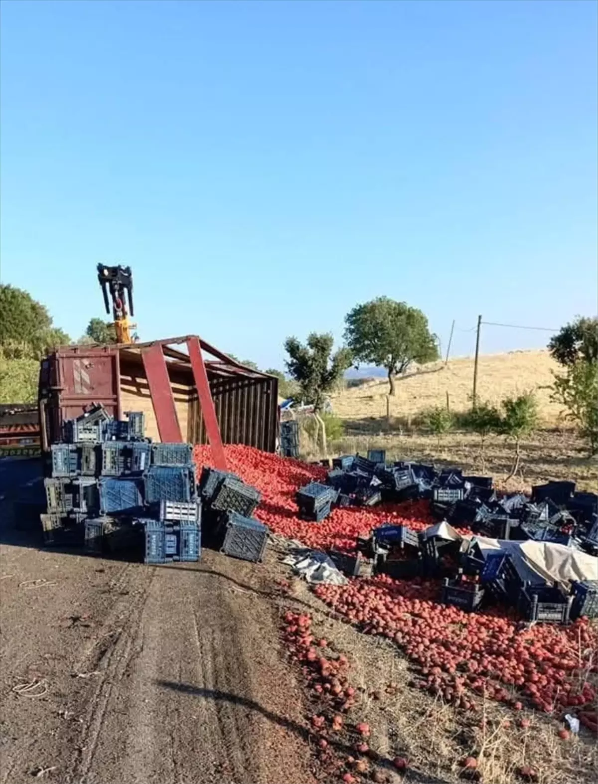 Çermik'te Domates Yüklü Tır Devrildi