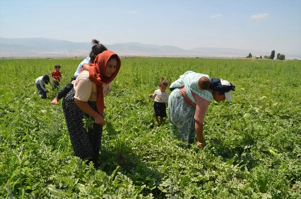 Karpuz Hasadıyla Ekonomiye Katkı