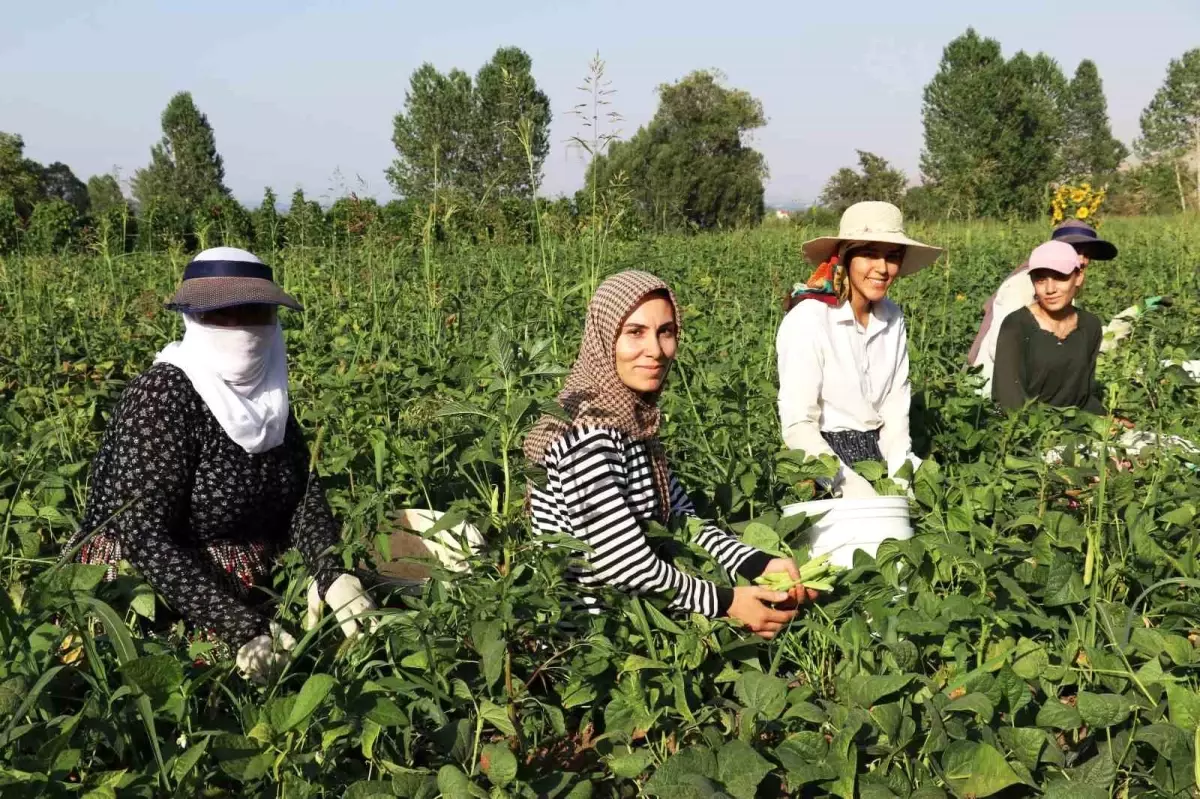 Gevaş Fasulyesi Kadın Girişimcilerle Değerleniyor