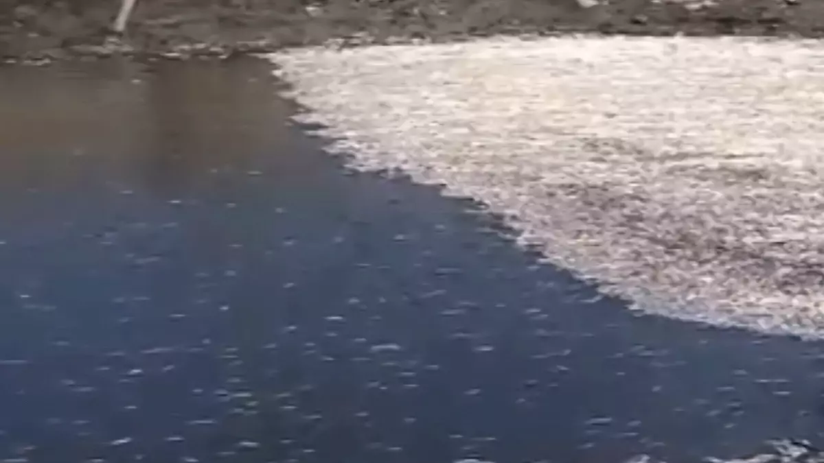 Antakya'da Balık Ölümleri